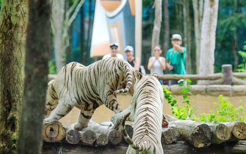 Vườn thú mở (Open Zoo)