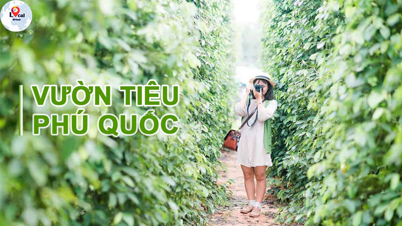 Vườn Tiêu Phú Quốc